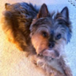 Meet your Posher, Shelley